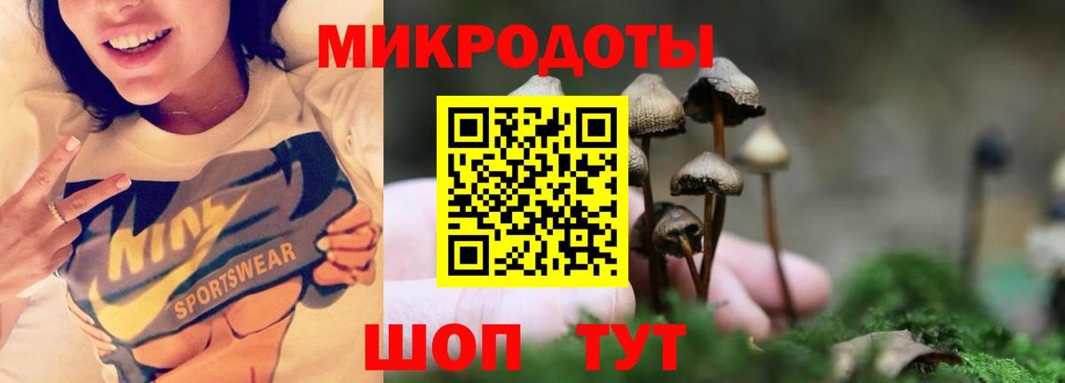 Псилоцибиновые грибы Psilocybe  Вход с VPN  Сунжа 
